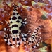 shrimp_coleman_bhr_tam_v_0341_bal6203.jpg